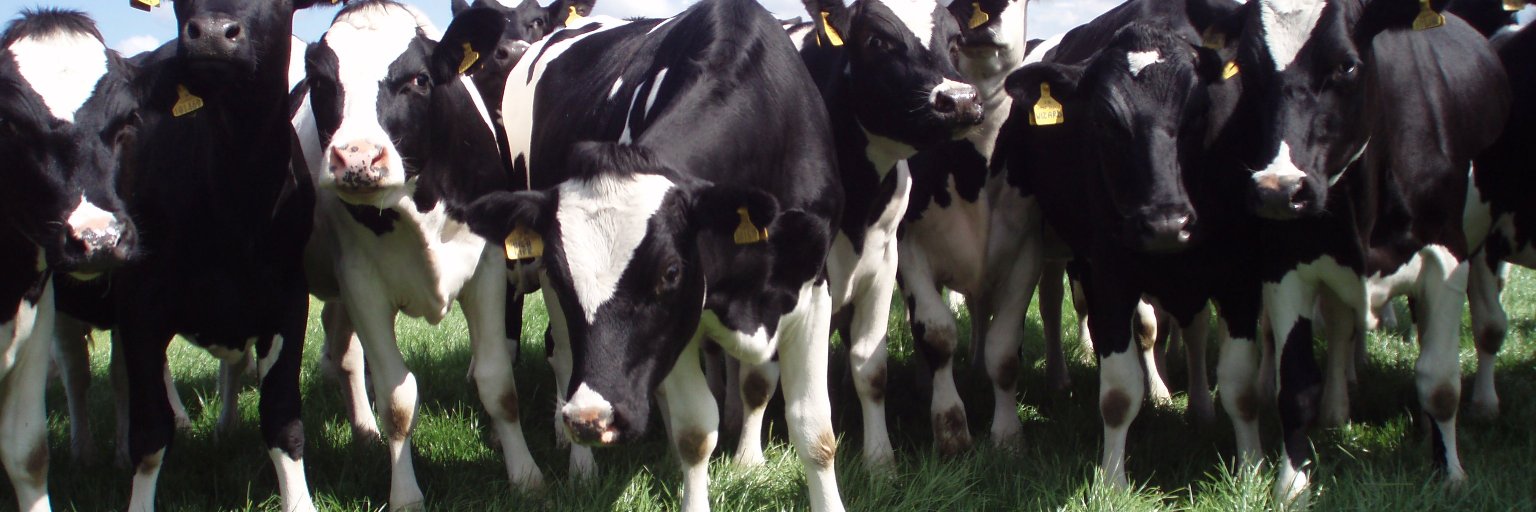 Helen Mathieu banner