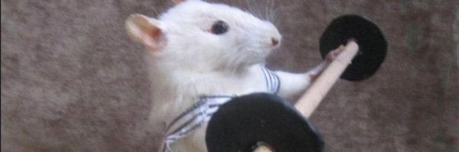 spockirol's profile banner image