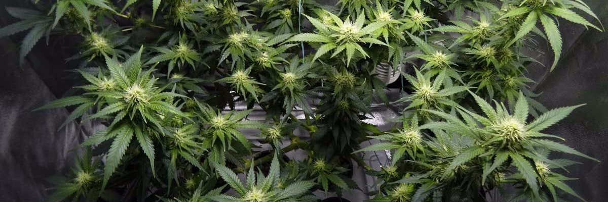 CannaBlesss's profile banner image