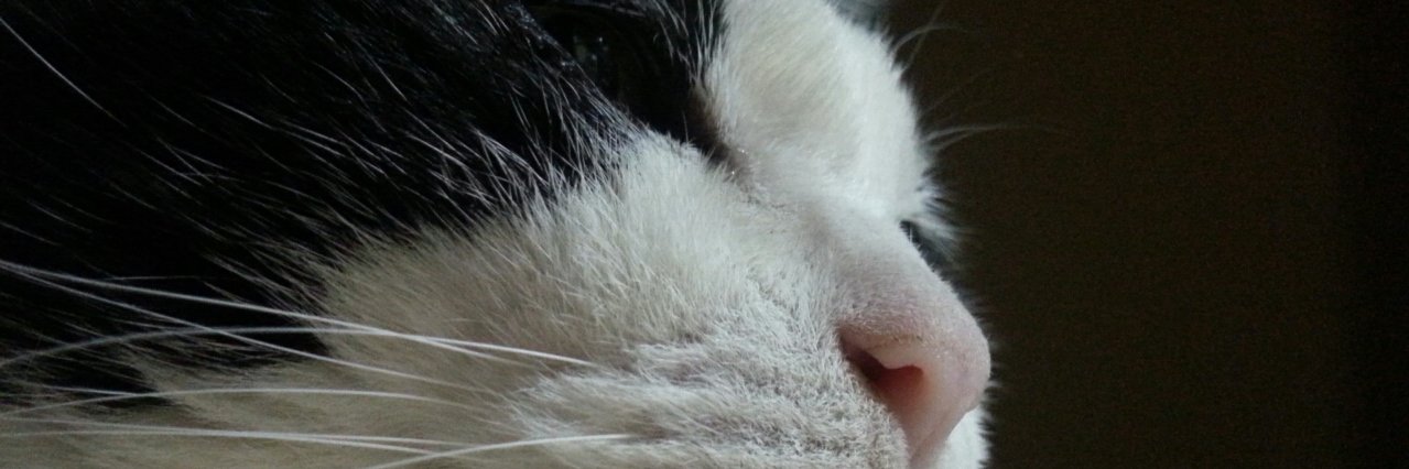 mammylock's profile banner image