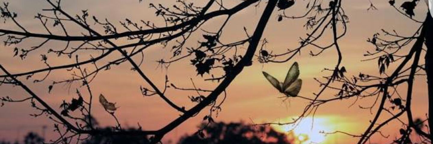 mayraemidia's profile banner image