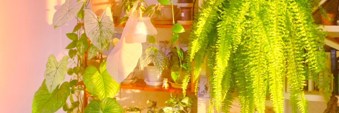 식물아래🌿이젤 banner