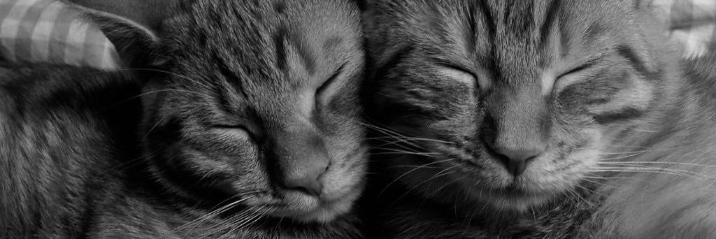 María. banner