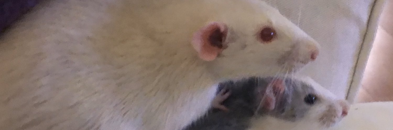 ellaellarb's profile banner image