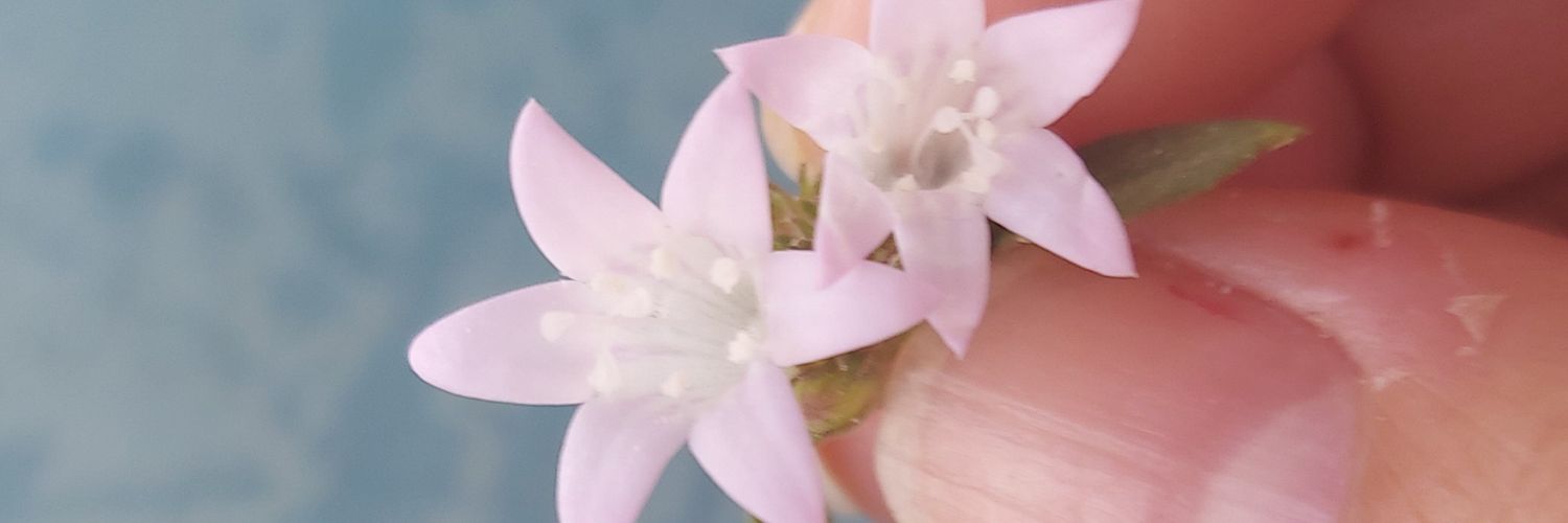 donamegafone's profile banner image
