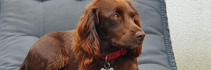 FoxandBark's profile banner image