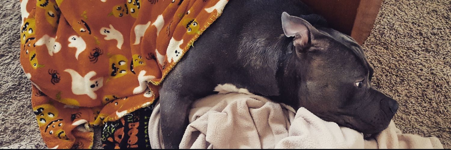 JustDonnae's profile banner image