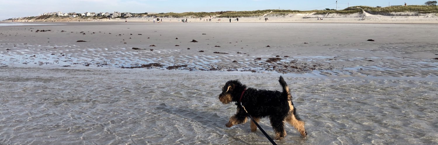 capecodwelshie's profile banner image