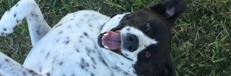 MacyMateer's profile banner image