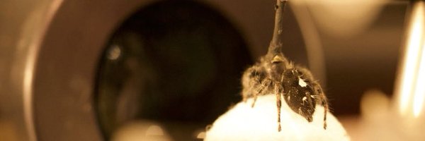 amwinsor1 Profile Banner