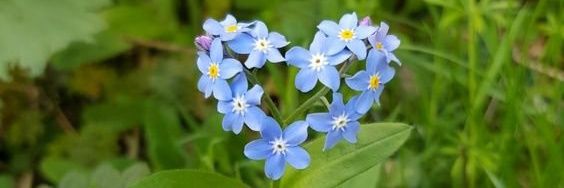 bri !! ✿ comms open! banner