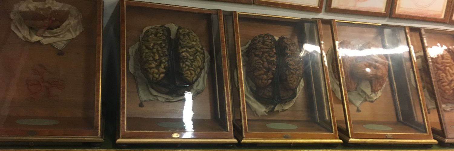Lesley A. Guareña 🧠📚📊 banner