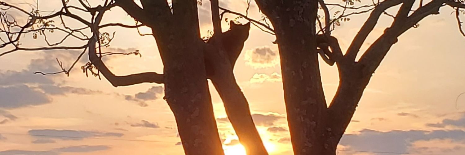 jollybfarmin's profile banner image