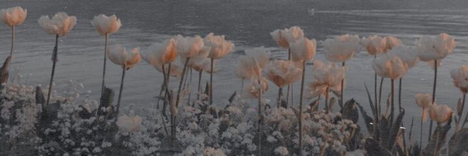 Seals_Lady's profile banner image