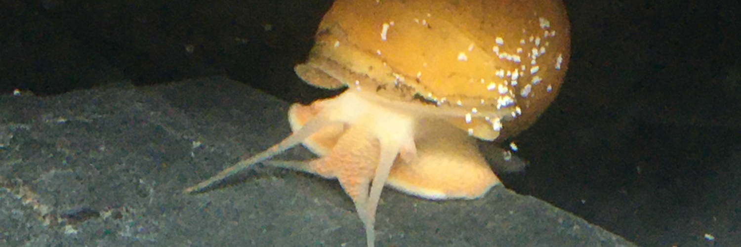 Aquatic Snail Ultra MAGA banner