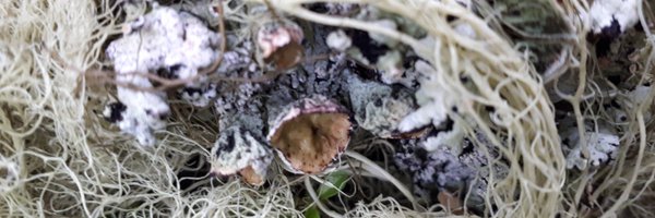 sadie_parr Profile Banner