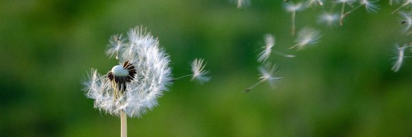 transition_ns Profile Banner