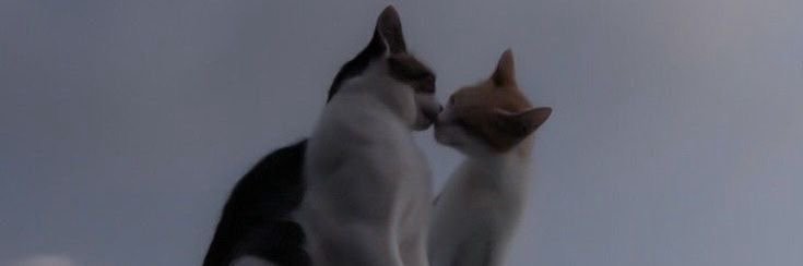 2eyyemus's profile banner image