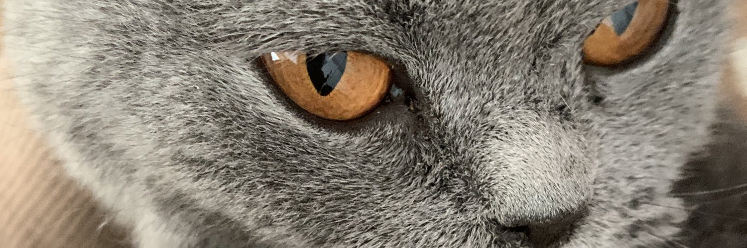 jay_bird19's profile banner image