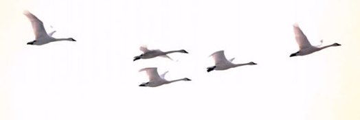 Marianne Wright banner