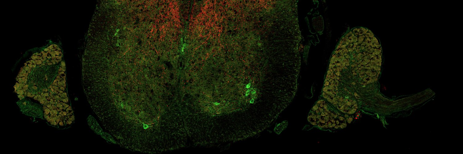 Brownstone Lab banner