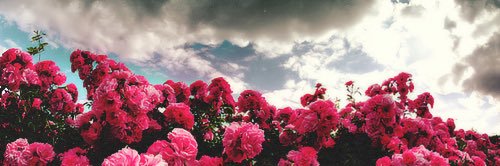 aaliyahmalik banner