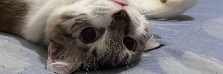 boyy🐱 banner