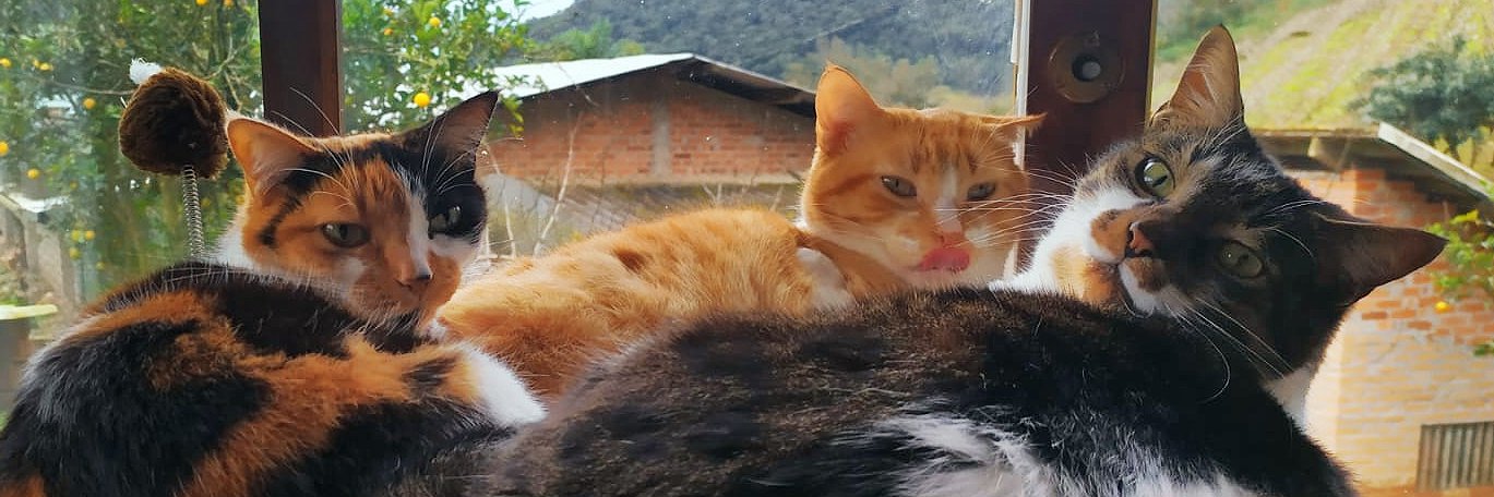 Leticia Lua 🌱 Devcats' human banner