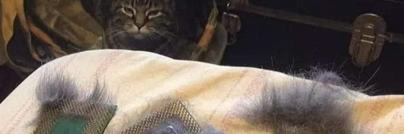 BabbleBones banner