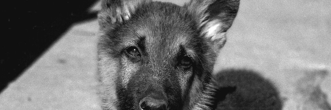 _delfigamon's profile banner image
