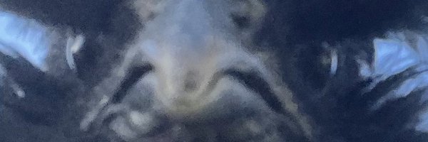 HeirOfBawk Profile Banner