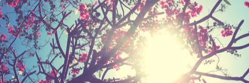 evavanwil's profile banner image