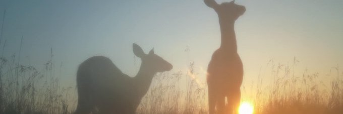 deers_dancing's profile banner image