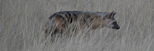 HourlyYeen Profile Banner