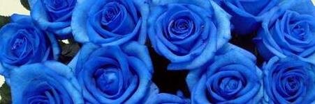 puti246's profile banner image