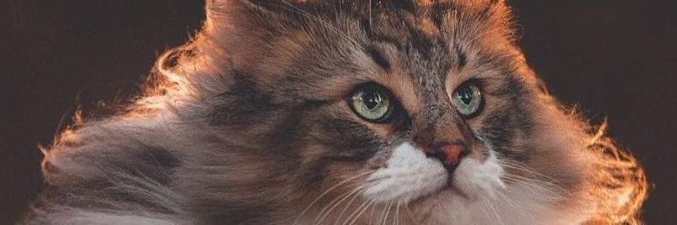 StvnMasha's profile banner image