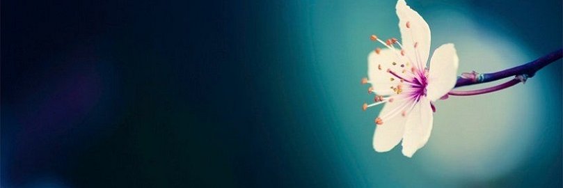 BaileeKyllonen's profile banner image