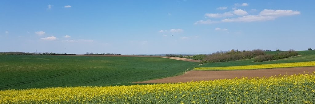 DancingMonkey banner