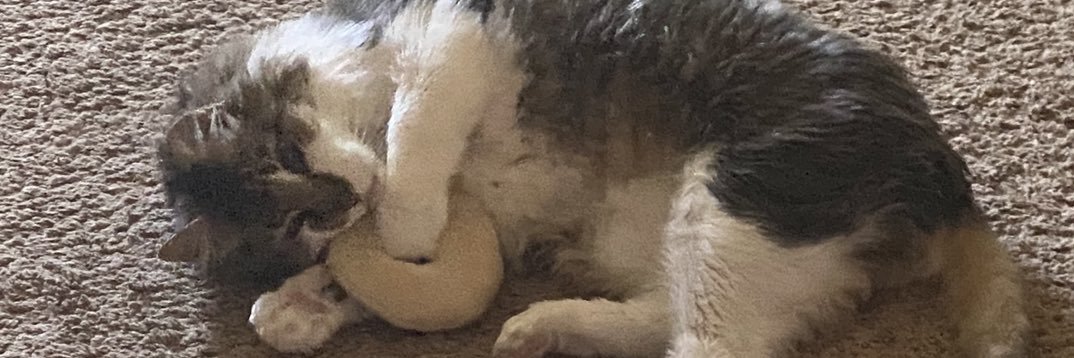 ✨🩵Sugar Kane🩵✨ banner