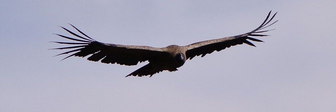 مُــحَـــمـــدْ banner