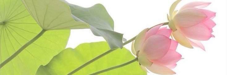 grlknk's profile banner image