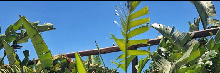 sinemssnbl's profile banner image