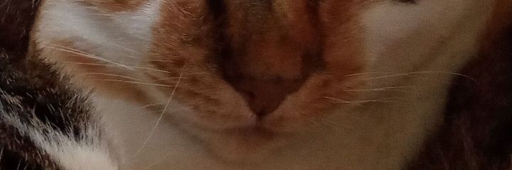 Georgetenilofr's profile banner image