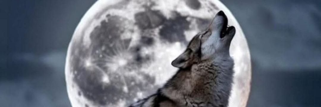 Ari Cat - Tribe of Levi. 🎗🇮🇱 🇺🇦 🇮🇳 banner