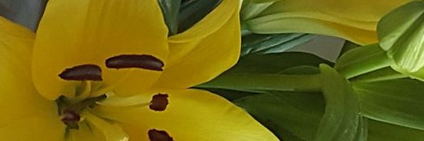 SherryChase11 Profile Banner