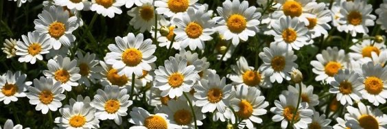 Rachel Fitzpatrick banner