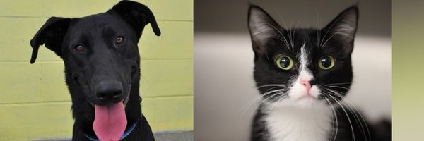 SAnimals67 Profile Banner