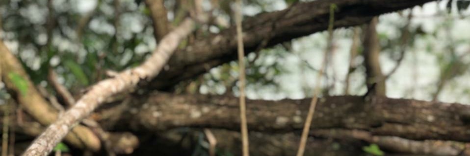 Ensanche Isabelita banner