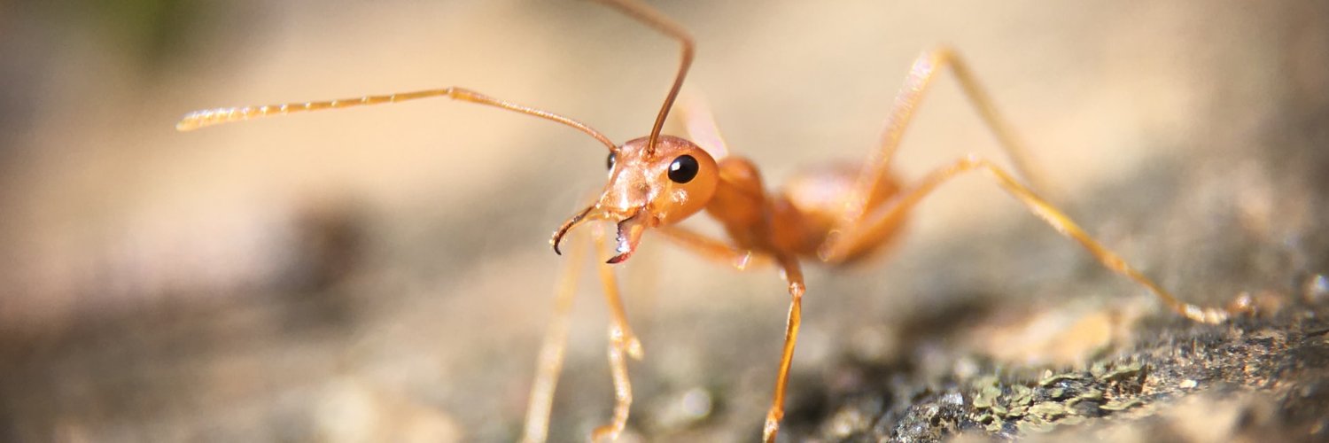 queen ant 🐜 banner