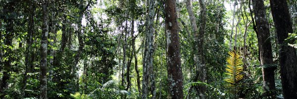 Ckiahtipes Profile Banner